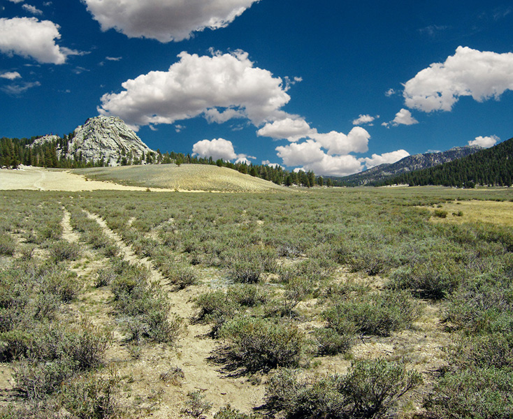 mulkey meadow